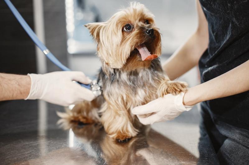 Benefícios da Ozonioterapia para Cães: Saúde e Bem-Estar Animal Benefícios da Ozonioterapia para Cães: Saúde e Bem-Estar Animal