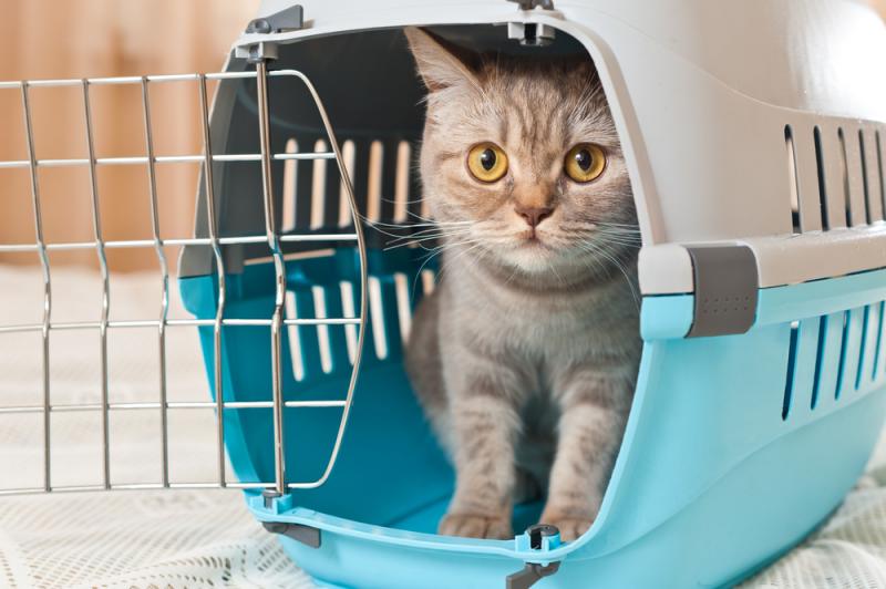 Clínica Veterinária Popular: Serviços Veterinários de Qualidade a Preços Acessíveis para o seu Pet Clínica Veterinária Popular: Serviços Veterinários de Qualidade a Preços Acessíveis para o seu Pet