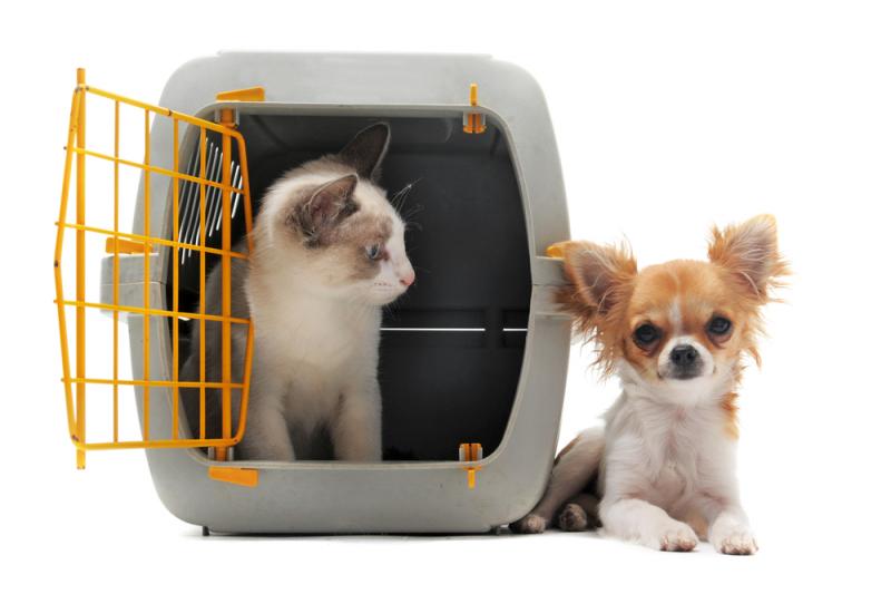 Como Escolher a Melhor Clínica Veterinária Próximo a Mim: Dicas Essenciais Como Escolher a Melhor Clínica Veterinária Próximo a Mim: Dicas Essenciais