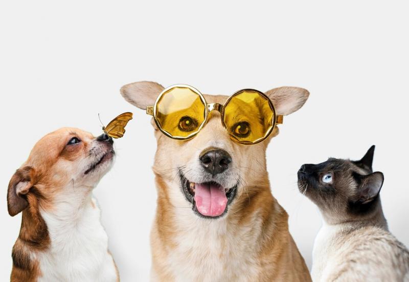 Quais exames são essenciais para os pets? Quais exames são essenciais para os pets?