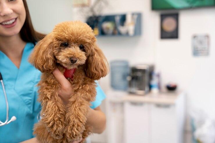 Benefícios da Ozonioterapia para Cachorros: Como Pode Melhorar a Saúde do Seu Pet