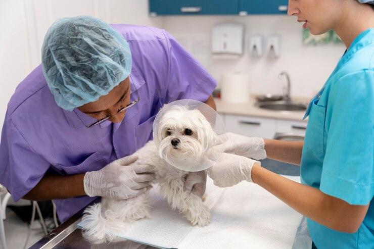 Castração de Cachorro Fêmea: Entenda o Procedimento e Descubra o Valor Castração de Cachorro Fêmea: Entenda o Procedimento e Descubra o Valor