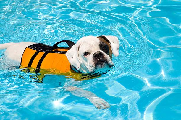 Fisioterapia para Cachorro: Tudo o que você precisa saber para cuidar do seu pet Fisioterapia para Cachorro: Tudo o que você precisa saber para cuidar do seu pet