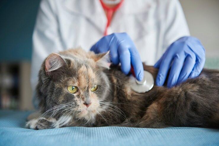 Os Benefícios e a Importância do Ultrassom para Gatos: Tudo que Você Precisa Saber Os Benefícios e a Importância do Ultrassom para Gatos: Tudo que Você Precisa Saber