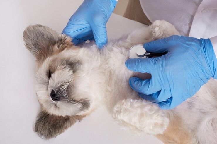 Ozonioterapia em Cães: Benefícios e Aplicações deste Tratamento Promissor