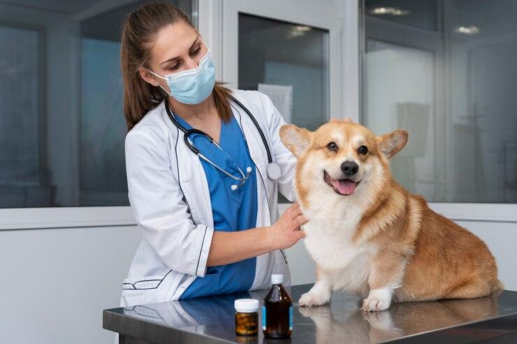 Ozonioterapia para Cães: Benefícios e Cuidados Essenciais para a Saúde dos seus Pets Ozonioterapia para Cães: Benefícios e Cuidados Essenciais para a Saúde dos seus Pets