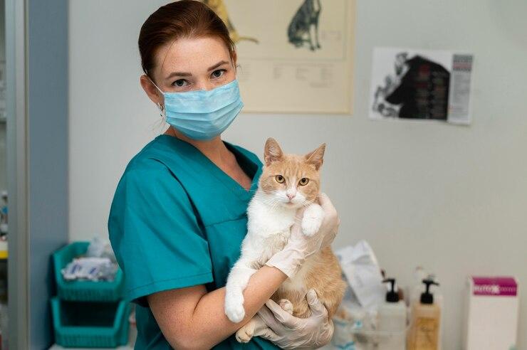 Vacina V4 para Gatos: Proteção Essencial para a Saúde Felina