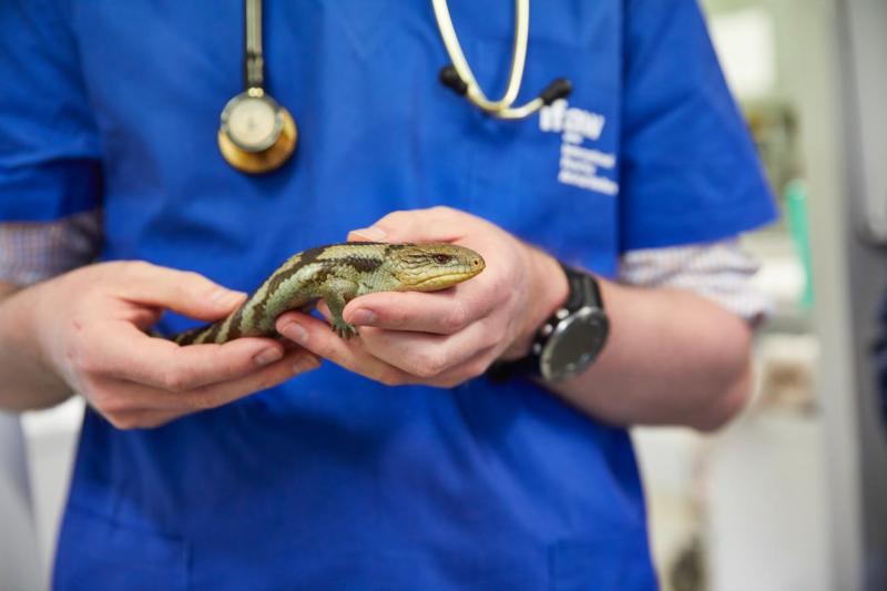 Benefícios de Escolher uma Clínica Veterinária Popular Benefícios de Escolher uma Clínica Veterinária Popular