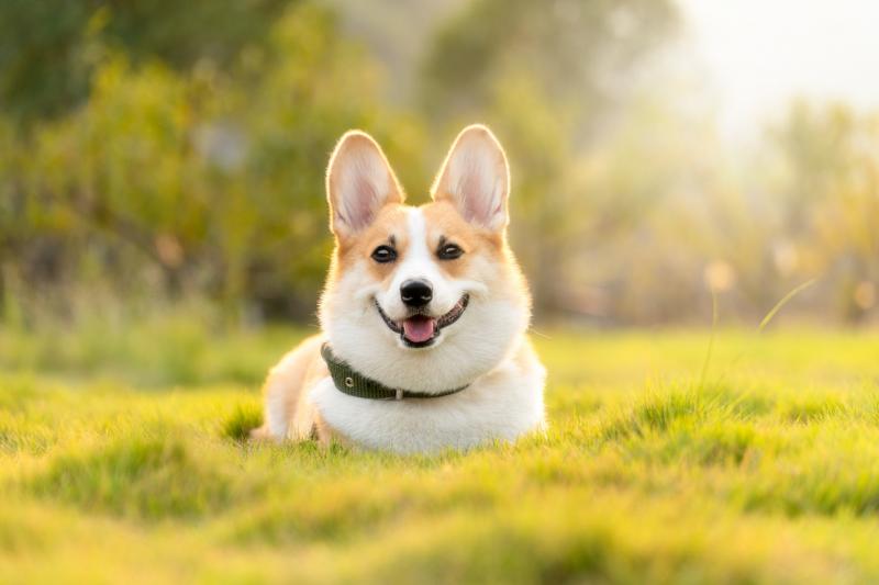 Benefícios da Acupuntura em Cachorros para a Saúde Benefícios da Acupuntura em Cachorros para a Saúde