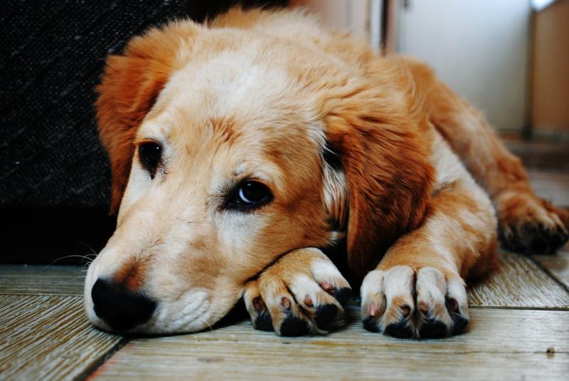 Benefícios da Acupuntura em Cachorros que Você Precisa Conhecer