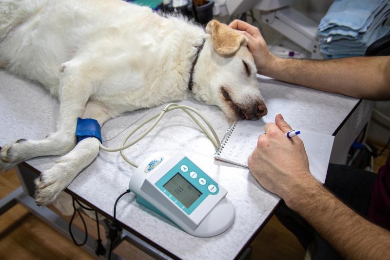 Razões para Escolher a Vacina V10 Importada para Seu Pet Razões para Escolher a Vacina V10 Importada para Seu Pet