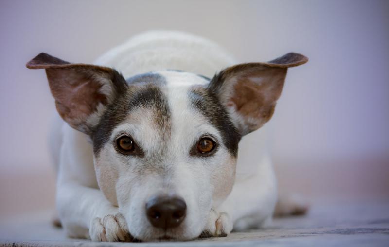 Ozonioterapia para Cães: Benefícios e Cuidados Ozonioterapia para Cães: Benefícios e Cuidados