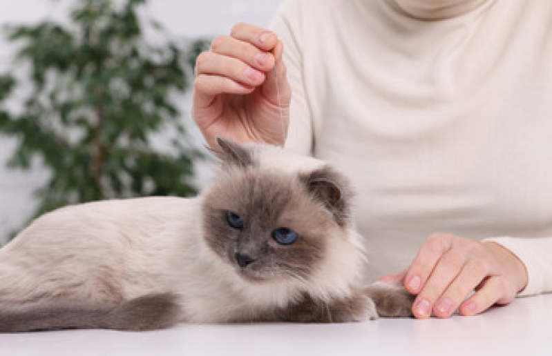 Acupuntura em Animais Marcar Vila Tesouro - Acupuntura para Gatos