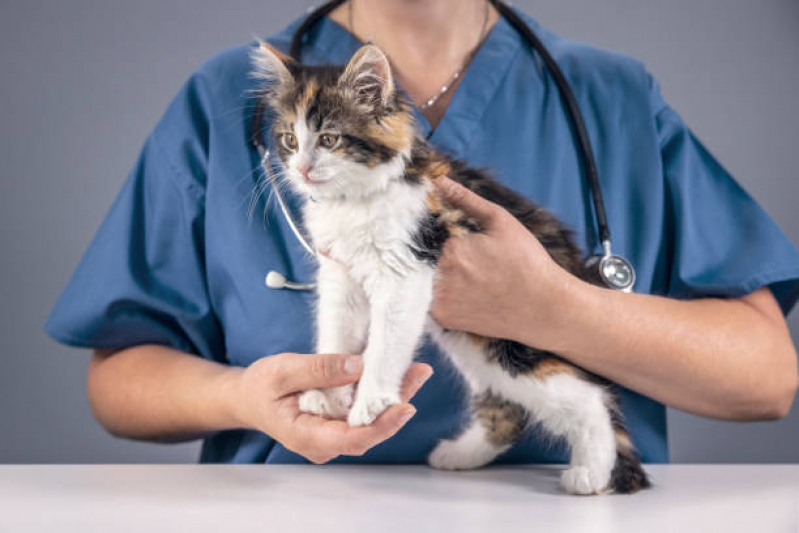 Clínica 24 Horas Veterinária Perto de Mim Contato Cajurú - Clínica Veterinária para Cães e Gatos