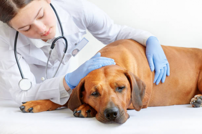Clínica 24 Horas Veterinária Perto de Mim Borda da Mata - Clínica Veterinária para Cães e Gatos