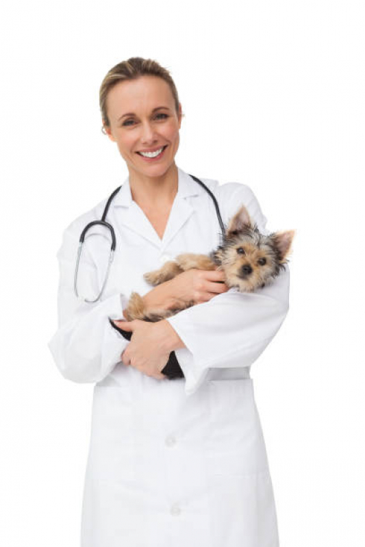 Clínica Veterinária 24h Piedade - Clínica Veterinária Pet