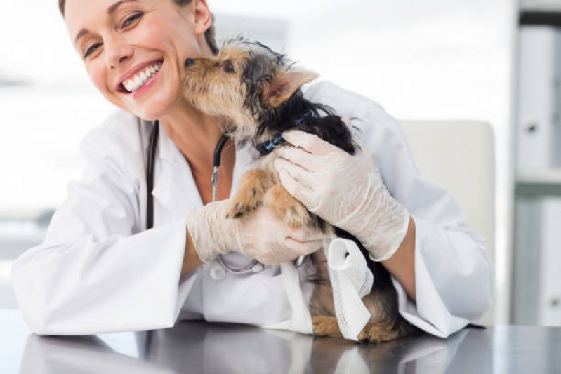 Clínica Veterinária Mais Próxima Contato Estrada Doutor Altino Bondesan - Clínica Veterinária Pet