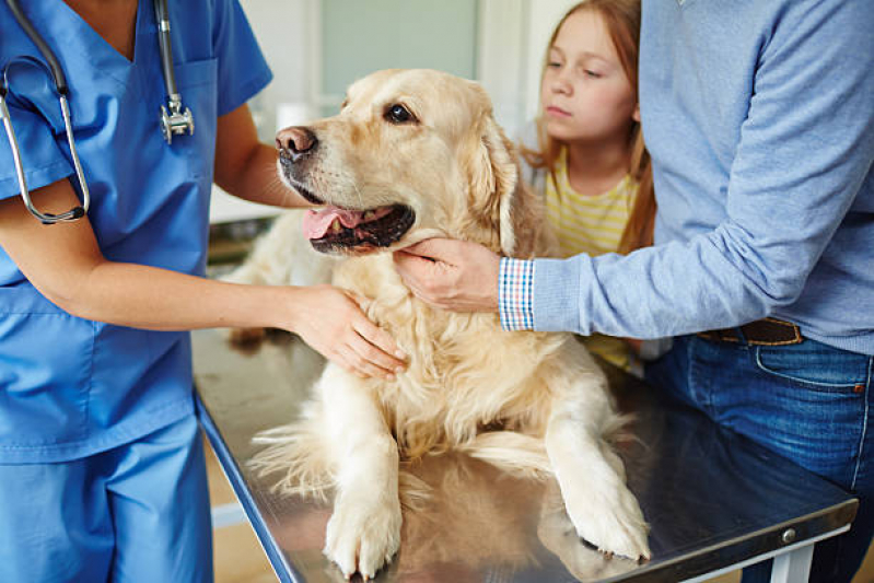 Clínica Veterinária para Cães e Gatos Contato Jardim Bela Vista - Clínica 24 Horas Veterinária