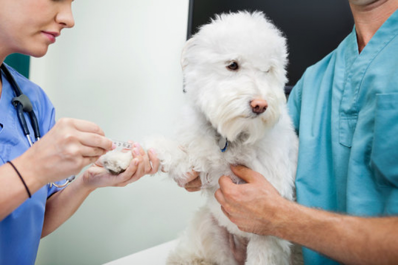 Exame Bioquímico em Cães Agendar Monte Castelo - Exames Laboratoriais para Pets