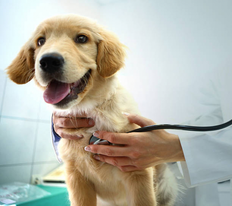Exame de Eletrocardiograma Cães Clínica Perinho - Exame de Eletrocardiograma em Animais