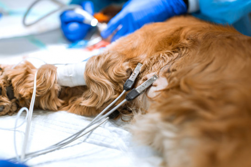 Exame de Eletrocardiograma Canino Jardim Majestic - Exame de Eletrocardiograma para Cachorro São José dos Campos