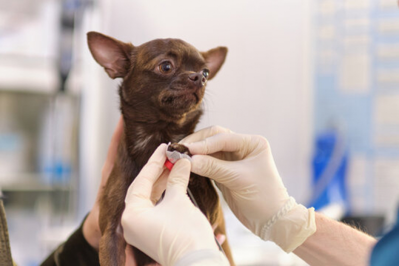 Exame de Eletrocardiograma em Cachorro Clínica Reserva do Vale - Exame de Eletrocardiograma em Cães