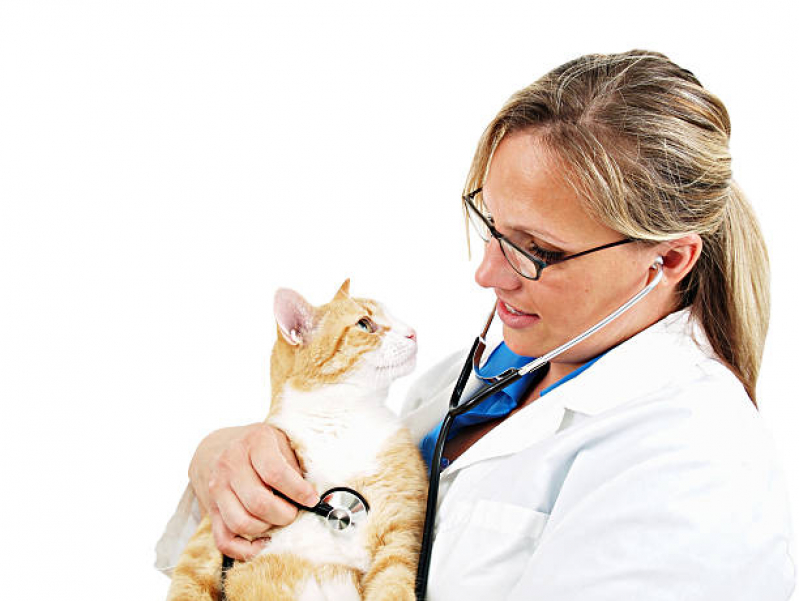 Exame de Eletrocardiograma em Gatos Clínica Vera Cruz - Exame de Eletrocardiograma para Gatos
