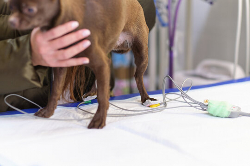 Exame de Eletrocardiograma para Animais Clínica Vila Matilde - Exame de Eletrocardiograma em Cachorro