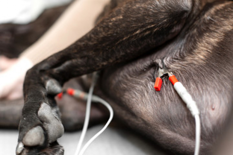 Exame de Eletrocardiograma para Cachorro Jardim Aeroporto - Exame de Eletrocardiograma em Cães