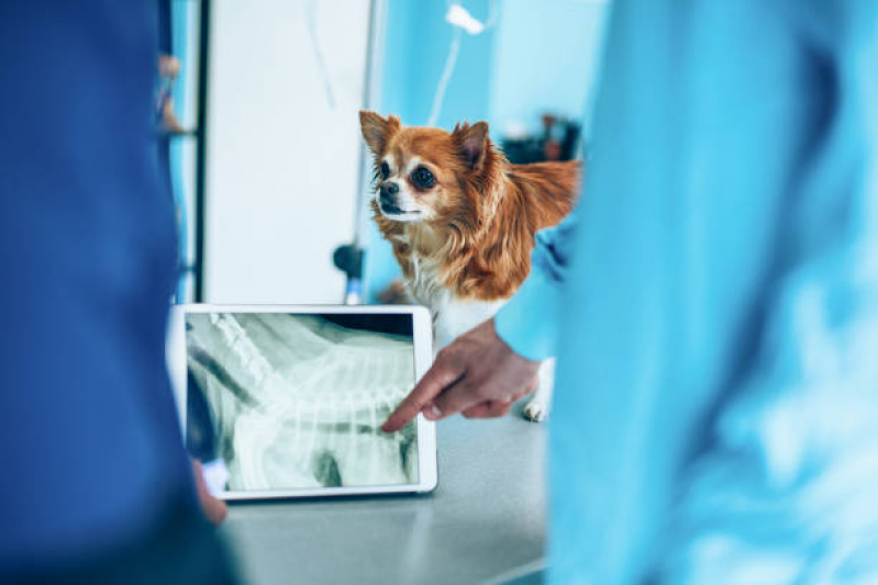 Exame de Raio X para Animais Preço Eugênio de Mello - Exame de Ultrassom Abdominal Cão