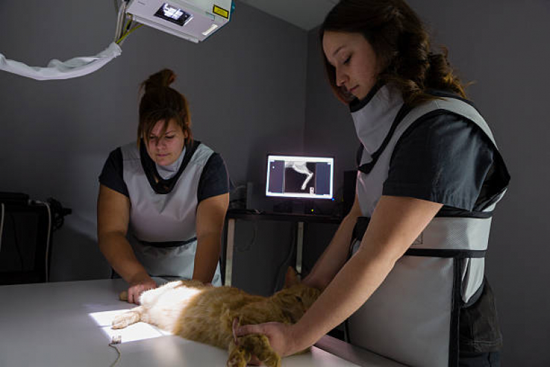Exame de Raio X para Cachorro Borda da Mata - Exame de Ultrassom para Gatos