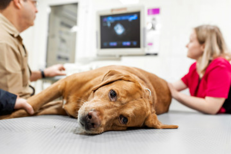 Exame de Ultrassom Abdominal Cão Preço Vila Terezinha - Exame de Ultrassom Abdominal para Cachorro