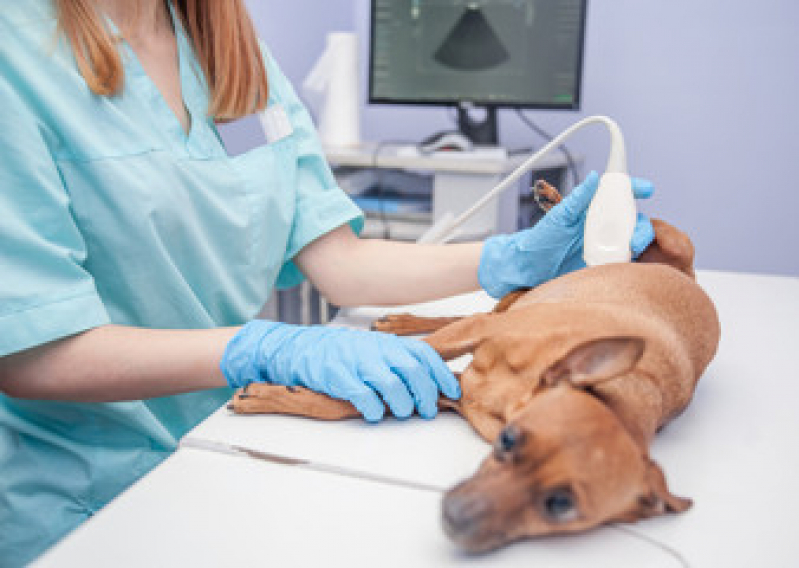 Exame de Ultrassom Abdominal Cão Jardim Colorado - Exame de Raio X para Animais