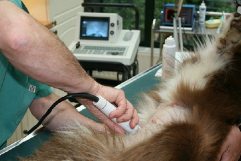 Exame de Ultrassom Abdominal para Cachorro Setville Altos São José - Exame de Ultrassom Abdominal Cão