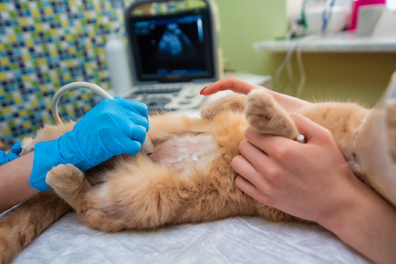 Exame de Ultrassom de Gato Centro - Exame de Ultrassom Abdominal para Cachorro São José dos Campos