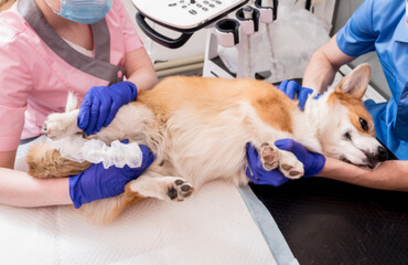 Exame de Ultrassom para Cachorro Estrada Doutor Altino Bondesan - Exame de Ultrassom Abdominal Cão