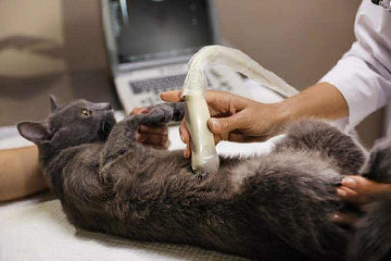 Exame de Ultrassom para Gatos Preço Jardim Itapoã - Exame de Ultrassom Abdominal para Cachorro