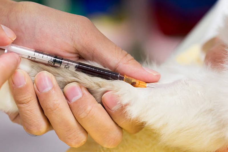 Exames Laboratoriais Cachorros Agendar Monte Castelo - Exame Bioquímico em Cães