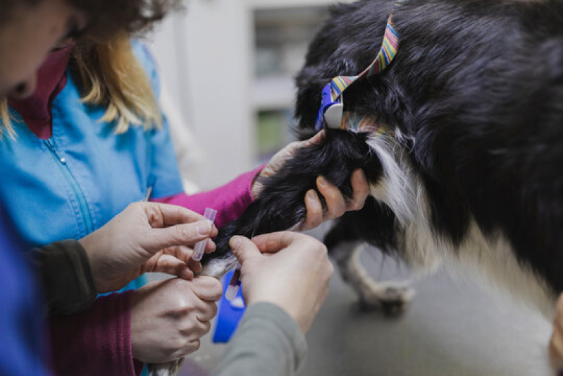 Exames Laboratoriais Cachorros Rua Aníbal Molina - Exames Laboratoriais para Cães