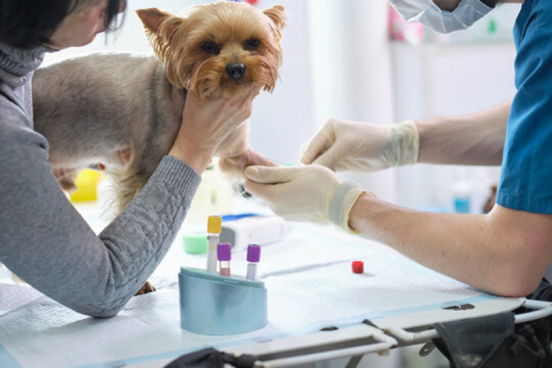 Exames Laboratoriais em Animais Agendar Vila Guaianazes - Laboratório para Cães