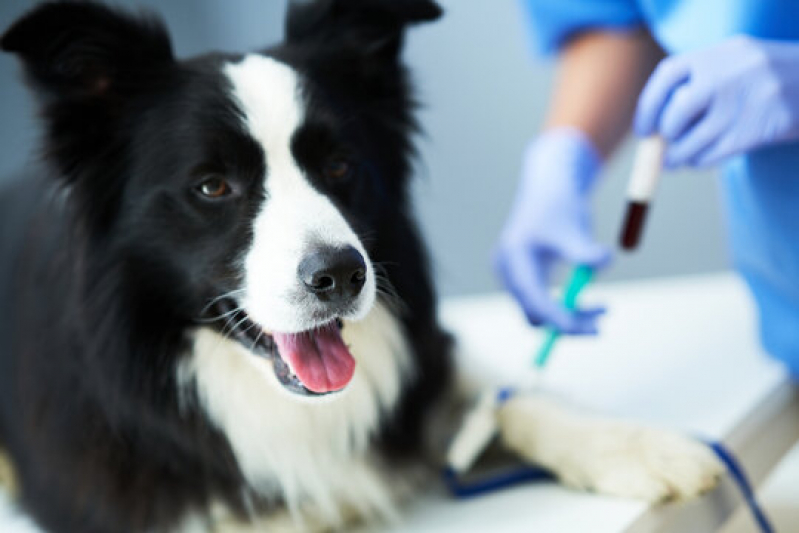 Exames Laboratoriais em Animais Jardim das Cerejeiras - Exames Laboratoriais para Cachorros
