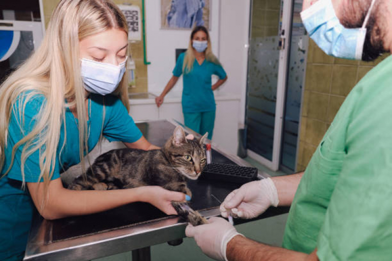 Exames Laboratoriais Gatos Santa Luzia - Exames Laboratoriais para Pets