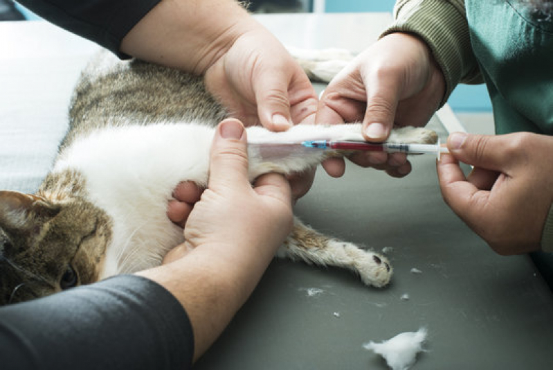 Exames Laboratoriais para Animais Agendar Vila Ester - Exame Bioquímico em Cães