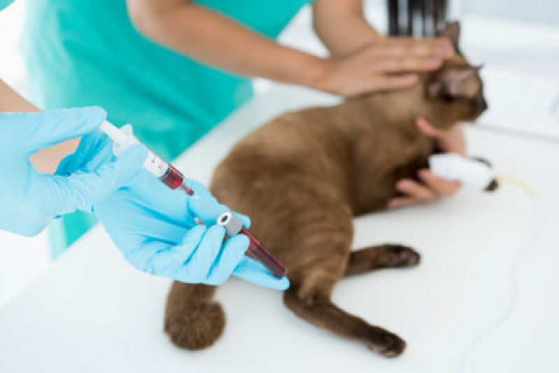 Exames Laboratoriais para Animais Vila Bela Vista - Laboratório para Cães