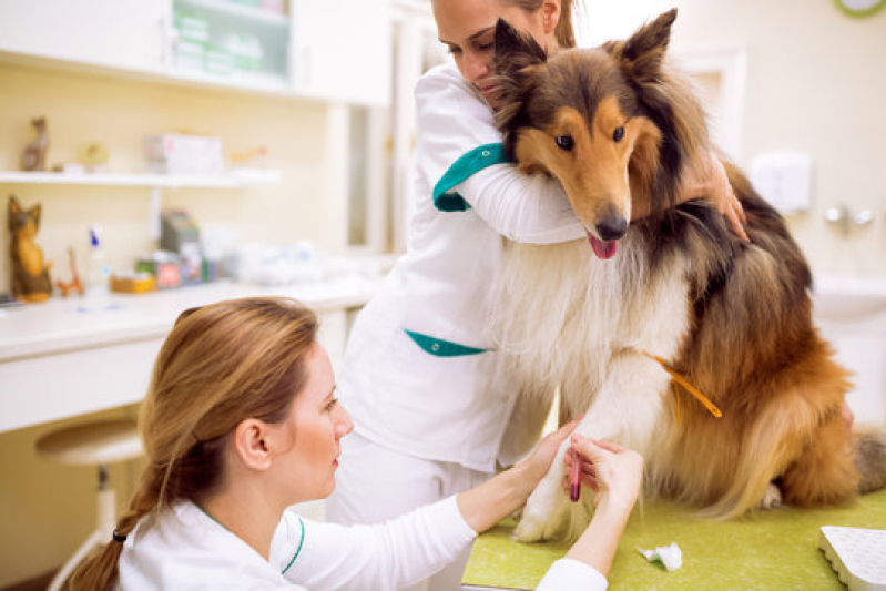 Exames Laboratoriais para Cachorros Ronda - Laboratório para Cães