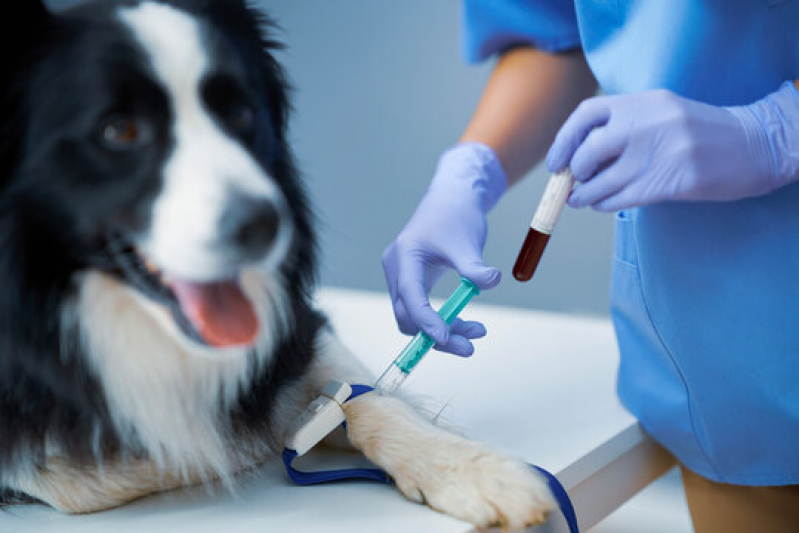 Exames Laboratoriais para Cães Agendar Jardim Esplanada - Exames Laboratoriais Veterinários Caçapava
