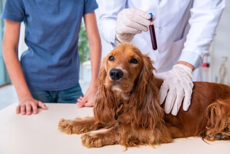 Exames Laboratoriais para Cães Vera Cruz - Exames Laboratoriais Veterinários São José dos Campos