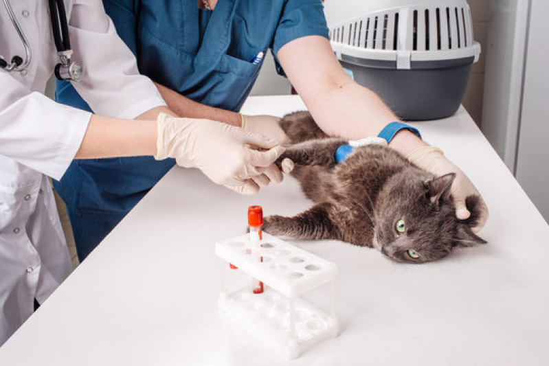 Exames Laboratoriais para Gatos Agendar Jardim Oswaldo Cruz - Exames Laboratoriais para Pets