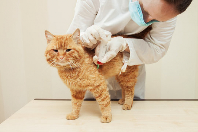 Exames Laboratoriais para Gatos Vila Independência - Exames Laboratoriais para Pets
