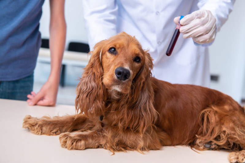 Exames Laboratoriais para Pets Agendar Jardim da Granja - Exame Bioquímico em Cães